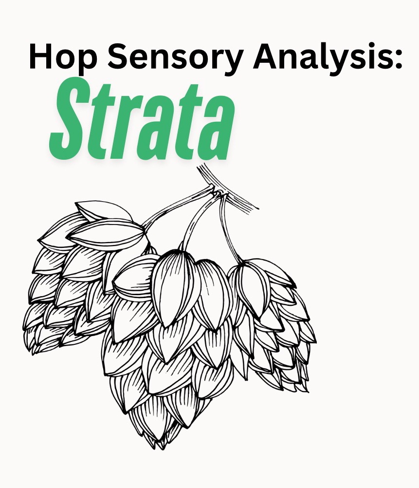 Strata| Hop Sensory Analysis With Oil Creek Brewing