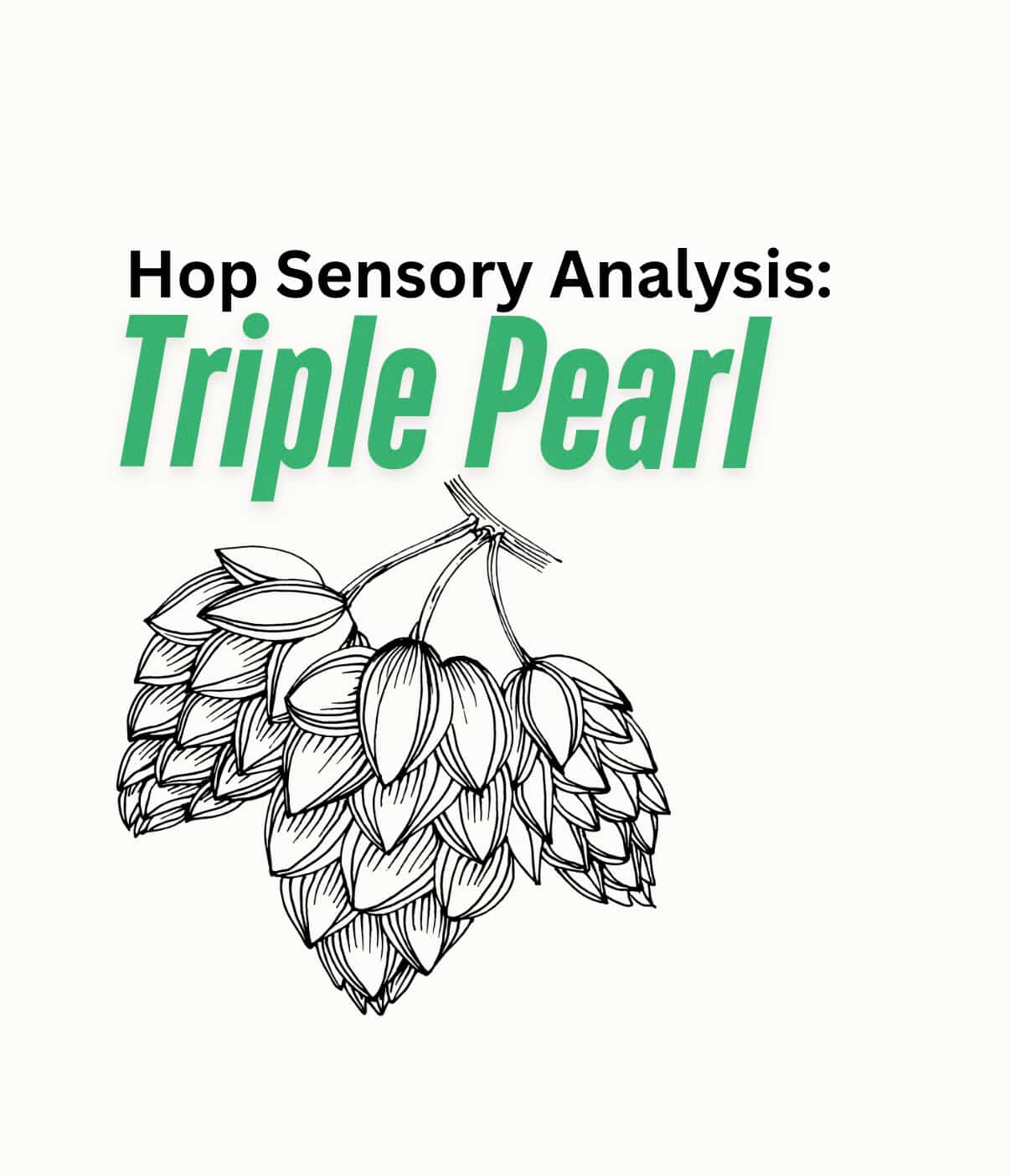 Triple Pearl | Hop Sensory Analysis With Oil Creek Brewing